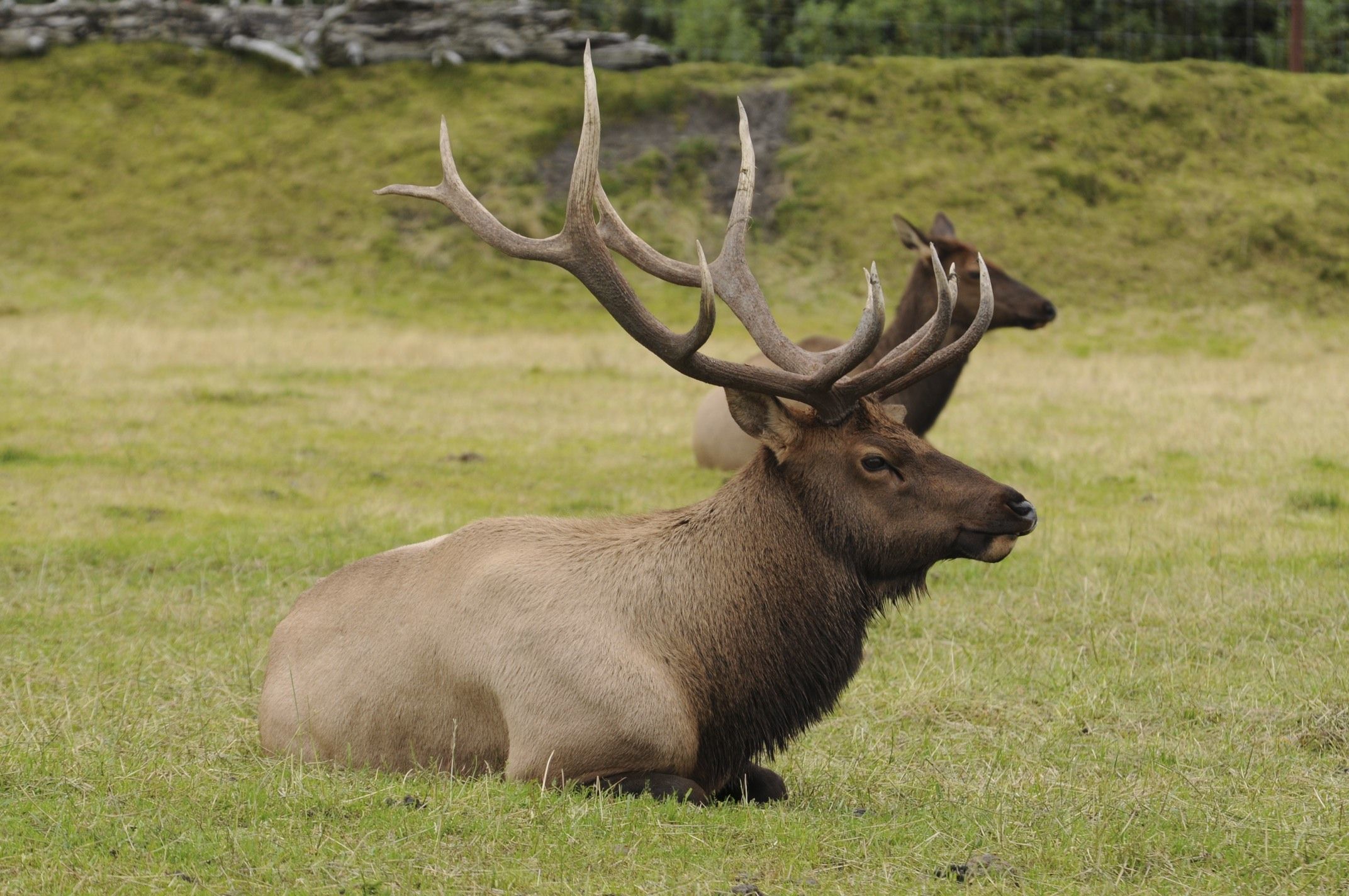 Image of Red Deer