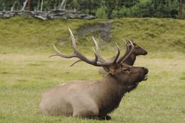 Image of Red Deer