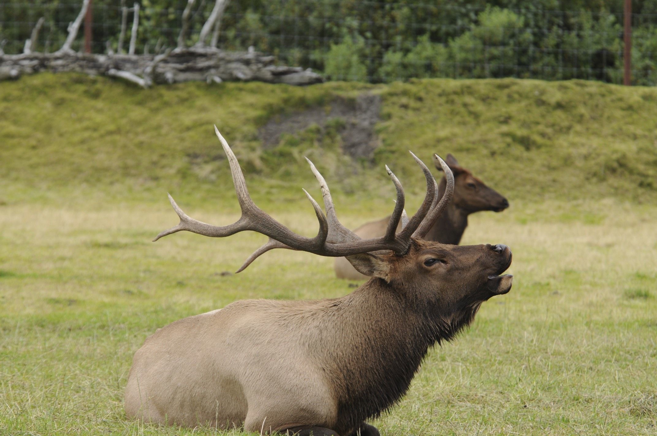 Image of Red Deer