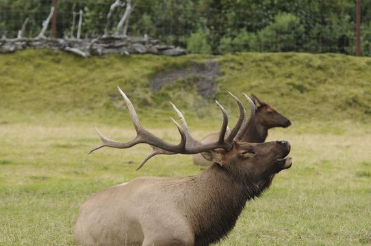 Image of Red Deer