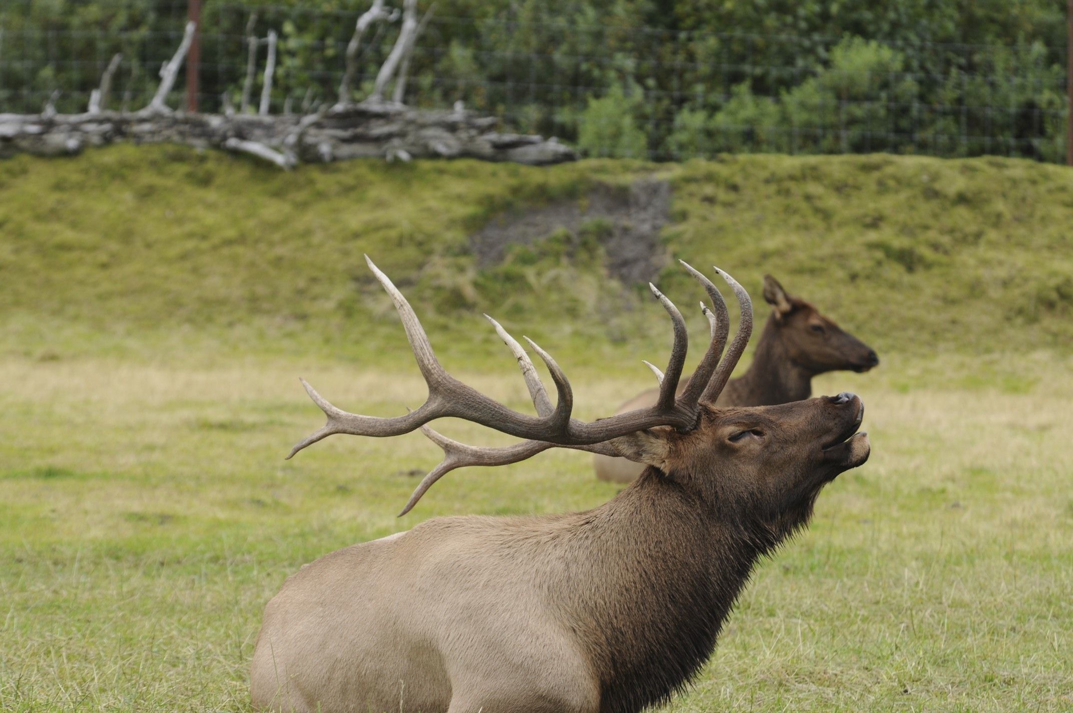 Image of Red Deer