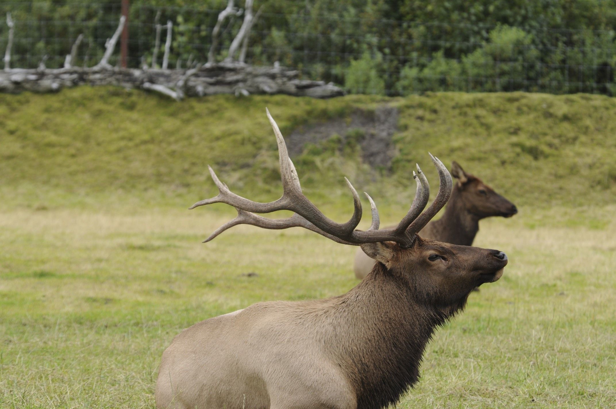 Image of Red Deer