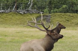 Image of Red Deer