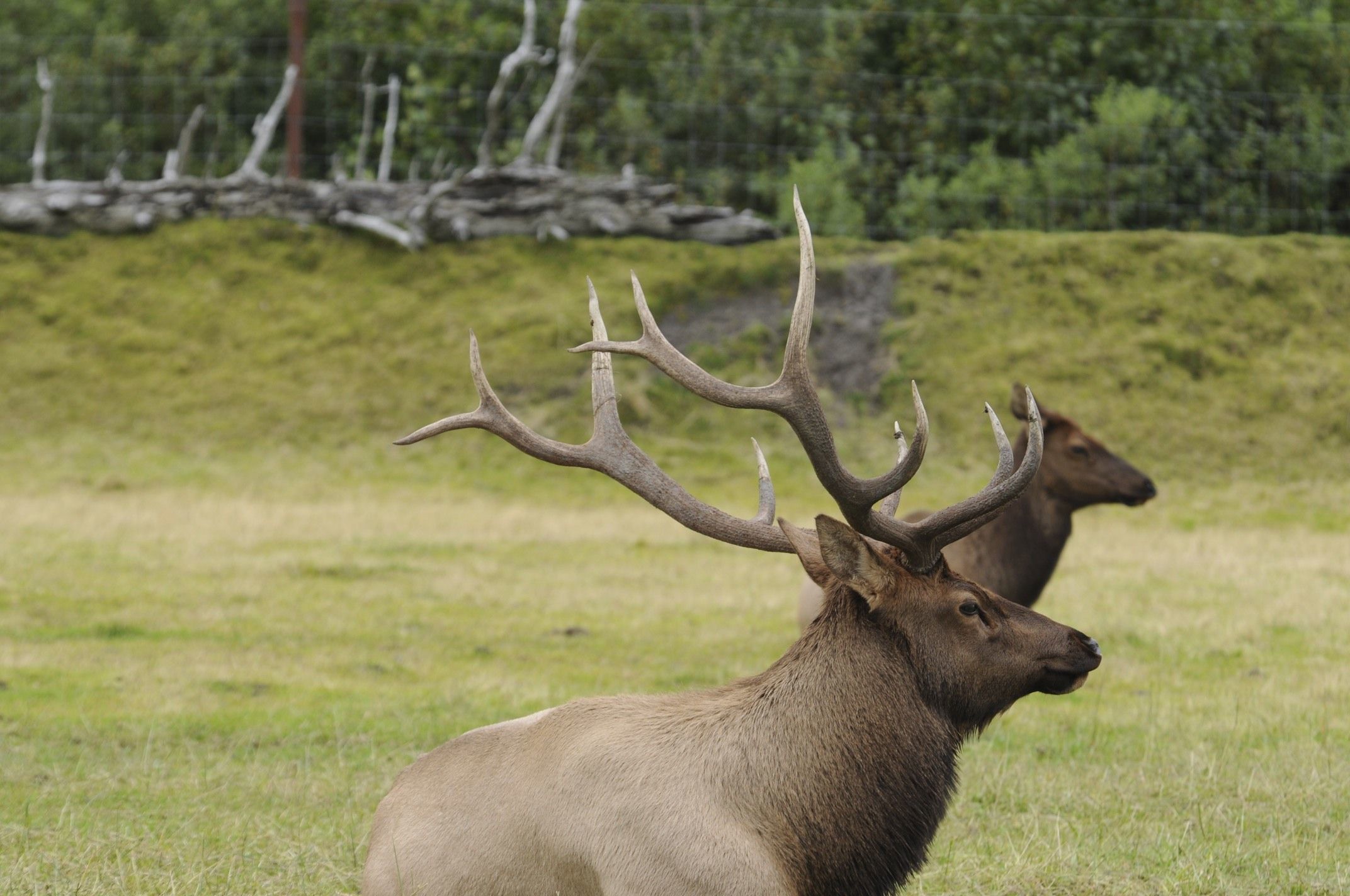 Image of Red Deer