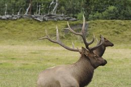 Image of Red Deer
