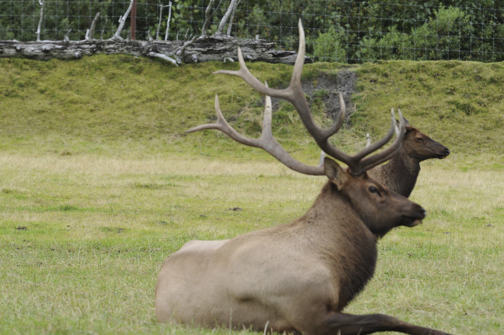 Image of Red Deer