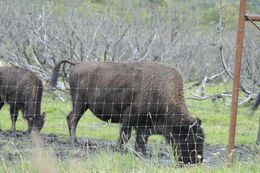 Image of <i>Bison bison athabasacae</i> Rhoads 1898