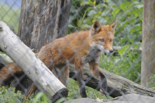 Image of fox, red fox