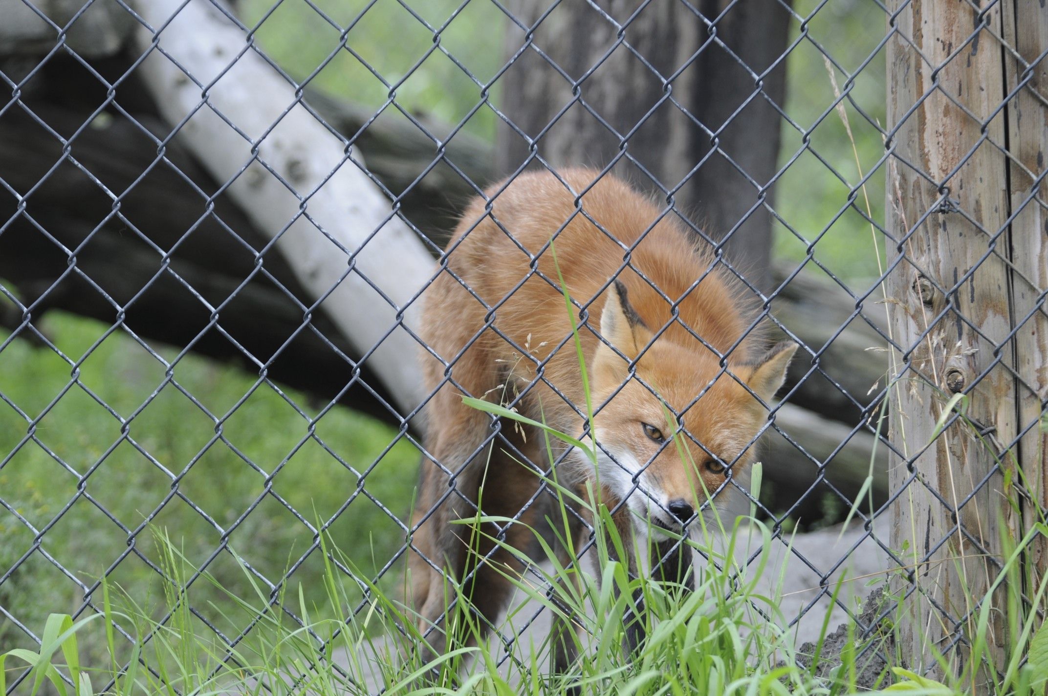 Image of fox, red fox