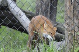 Image of fox, red fox