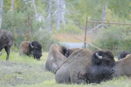 Image of <i>Bison bison athabasacae</i> Rhoads 1898