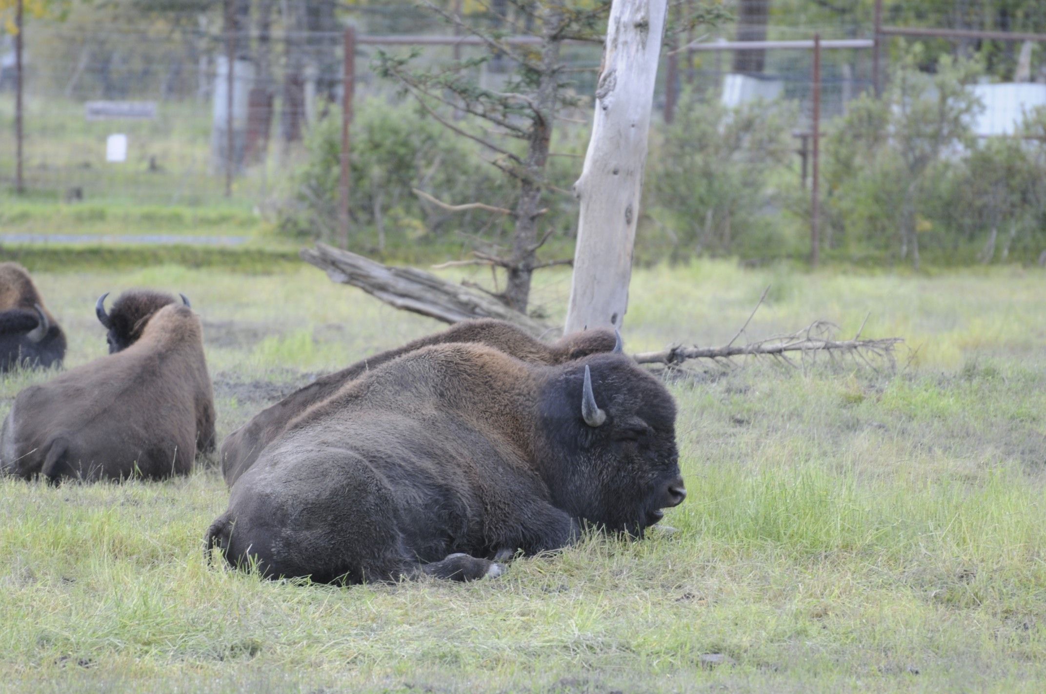 Image of <i>Bison bison athabasacae</i> Rhoads 1898