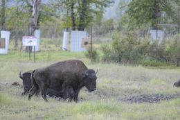 Image of <i>Bison bison athabasacae</i> Rhoads 1898