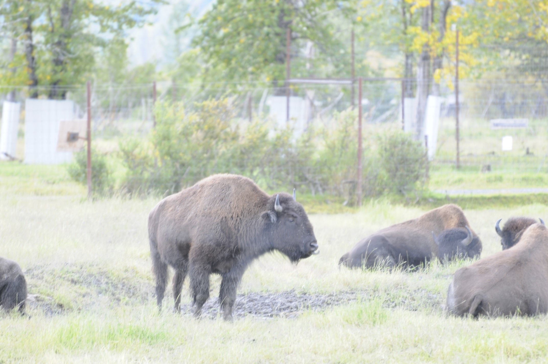 Image of <i>Bison bison athabasacae</i> Rhoads 1898