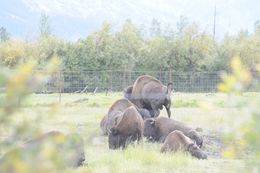 Image of <i>Bison bison athabasacae</i> Rhoads 1898