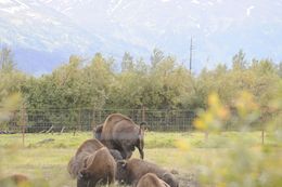 Image of <i>Bison bison athabasacae</i> Rhoads 1898