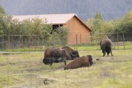 Image of <i>Bison bison athabasacae</i> Rhoads 1898