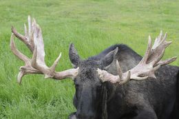 Image of North American Elk