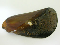 Image of <i>Mytella guyanensis</i> (Lamarck 1819)