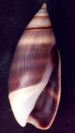 Image of Olivella semistriata (Gray 1839)
