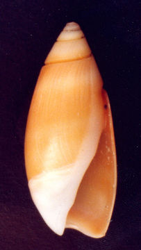 Plancia ëd Olivella semistriata (Gray 1839)