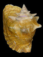 Image of Queen conch