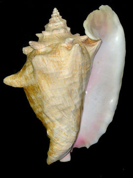 Image of Queen conch