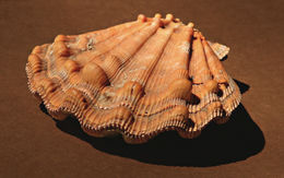 Imagem de Nodipecten subnodosus (G. B. Sowerby I 1835)