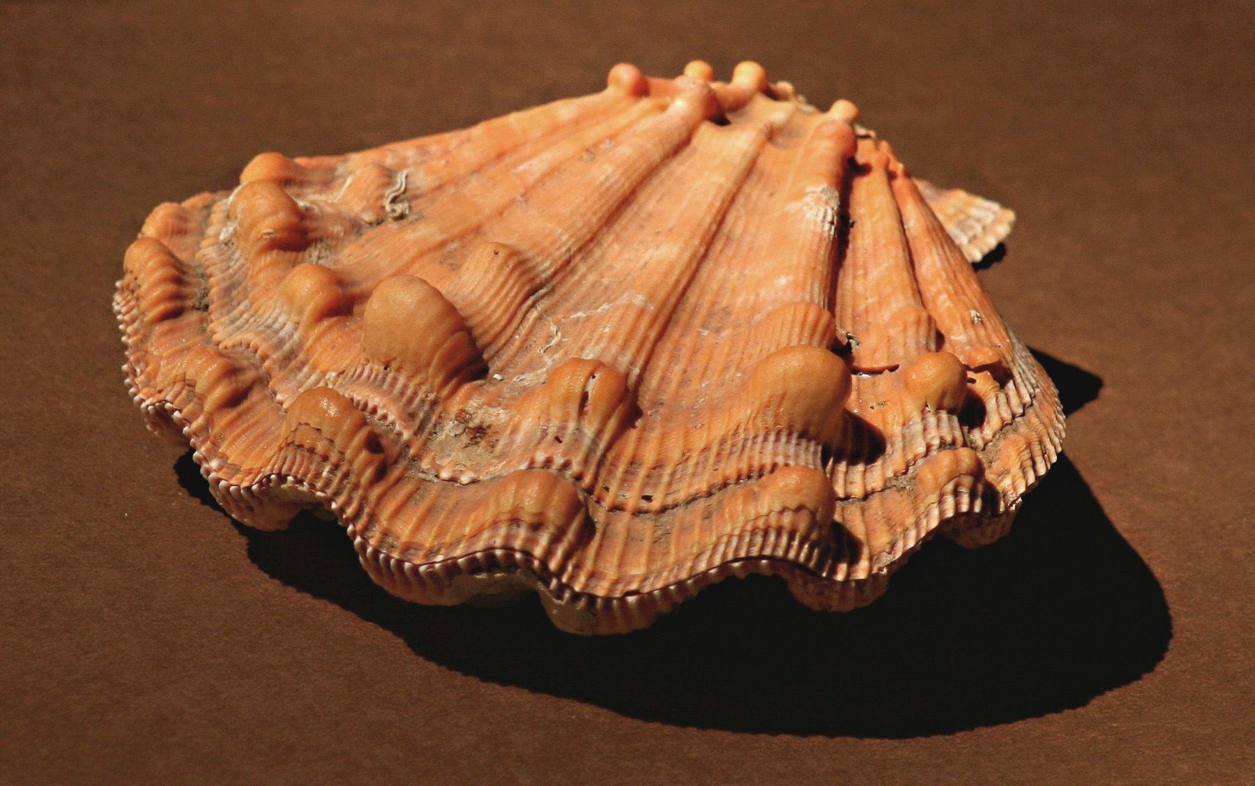 Imagem de Nodipecten subnodosus (G. B. Sowerby I 1835)