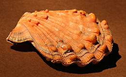 Imagem de Nodipecten subnodosus (G. B. Sowerby I 1835)