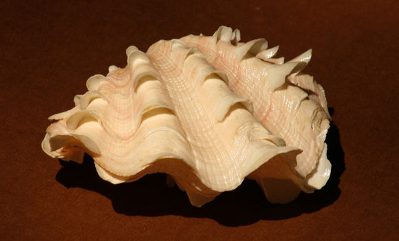 Image de Tridacna squamosa Lamarck 1819