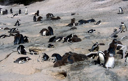 Imagem de pingüim africano