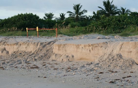 Image of Loggerhead Turtle