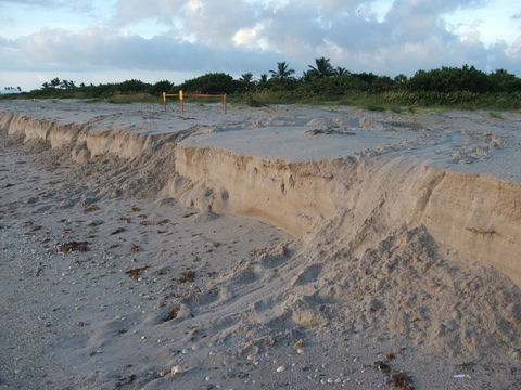 Image of Loggerhead Turtle