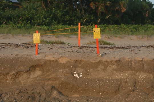 Image of Loggerhead Turtle