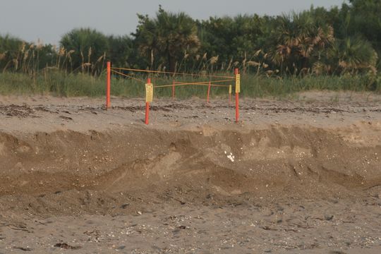 Image of Loggerhead Turtle