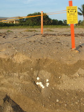 Image of Loggerhead Turtle