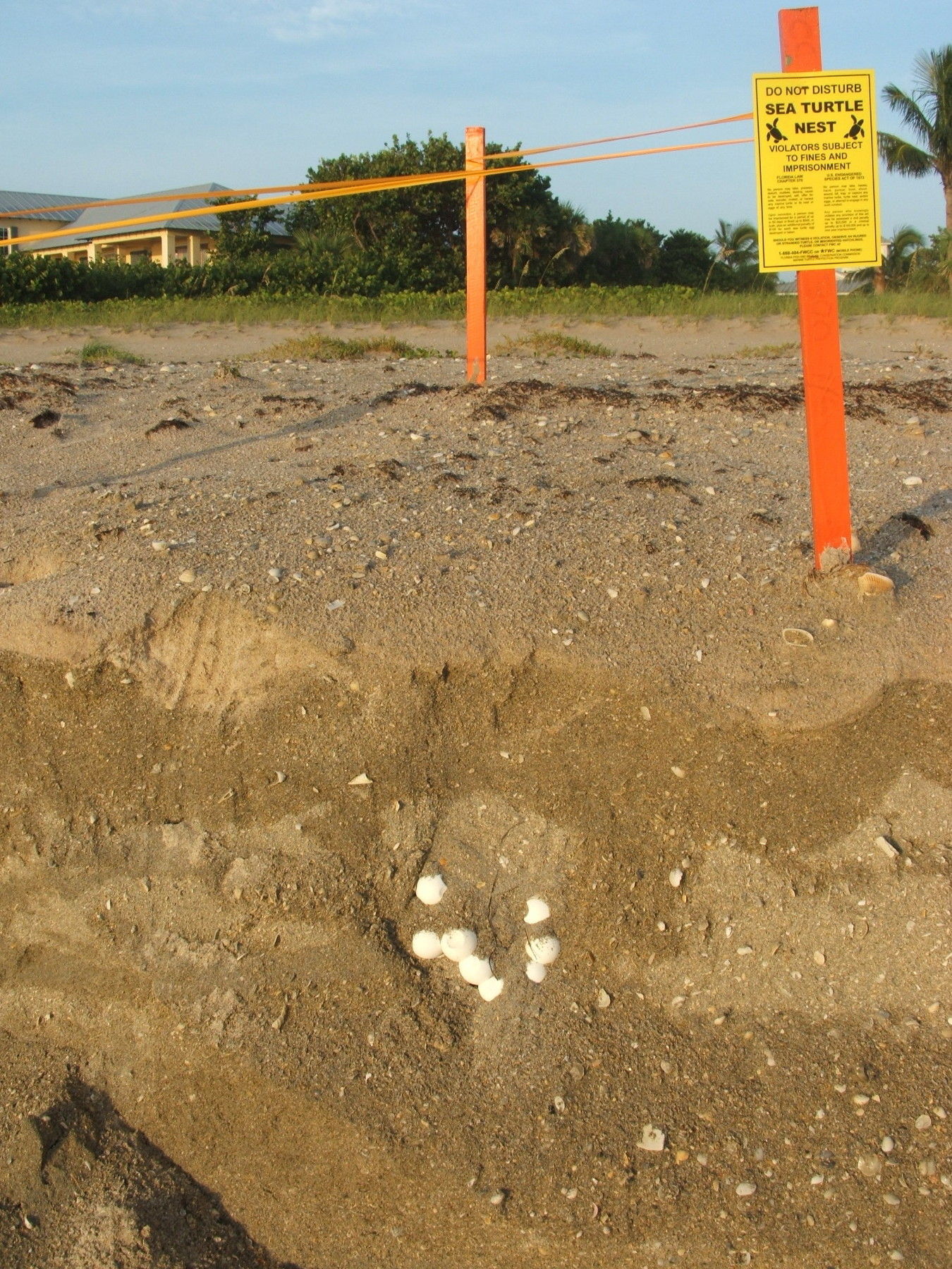 Image of Loggerhead Turtle