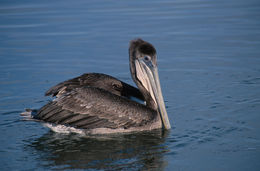 Image of Brown Pelican