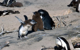 Imagem de pingüim africano