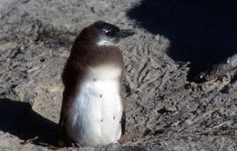 Imagem de pingüim africano