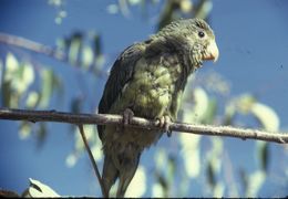 Image of Cobalt-winged Parakeet