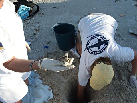 Image of Loggerhead Turtle