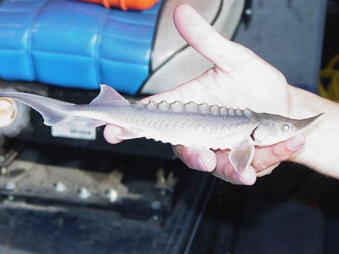 Image of White Sturgeon