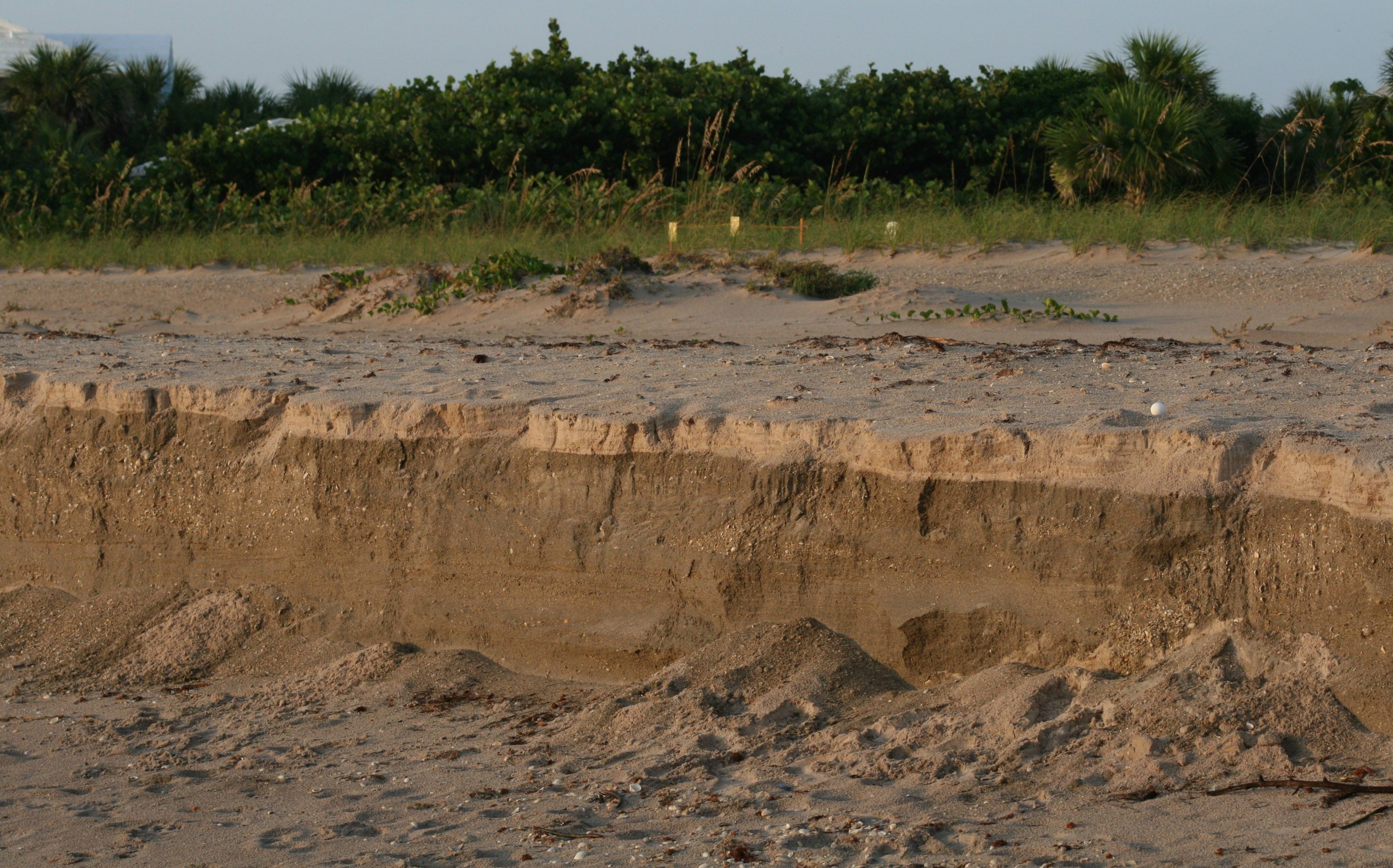 Image of Loggerhead Turtle