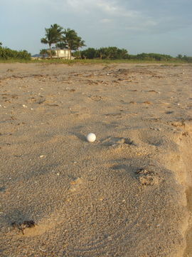 Image of Loggerhead Turtle