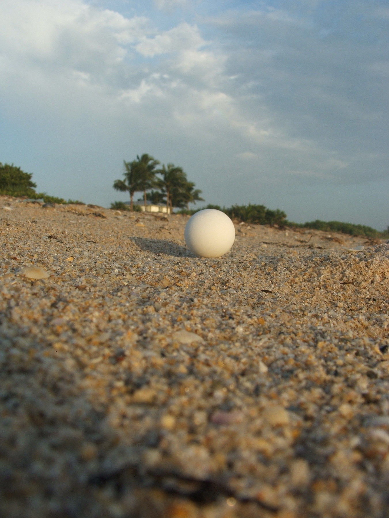 Image of Loggerhead Turtle