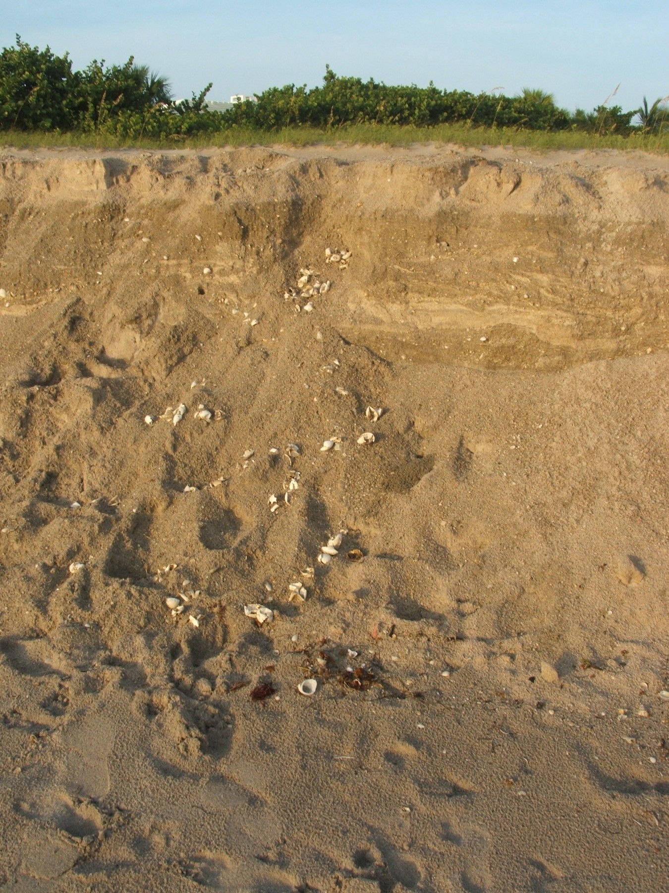 Image of Loggerhead Turtle