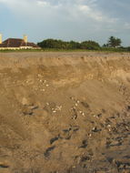 Image of Loggerhead Turtle