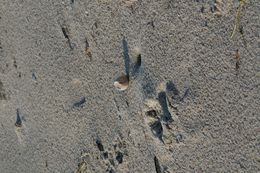 Image of Loggerhead Turtle